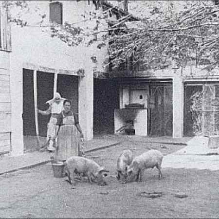 Departamento de cría de ganado porcino. 1945